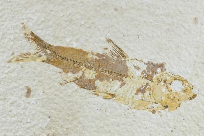 Bargain, Fossil Fish (Knightia) - Wyoming #165821